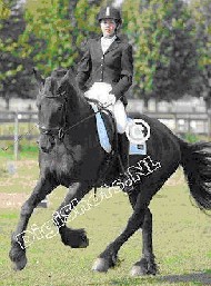 Friesians For Sale