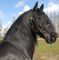 Friesians For Sale