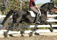 Friesians For Sale