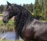 Friesians For Sale
