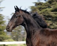 Friesians For Sale