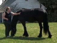 Recently Sold Friesian Z Horse 