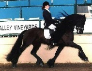 Friesians For Sale