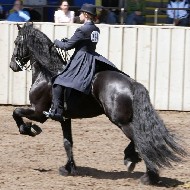 Friesians For Sale