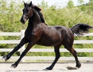 Recently Sold Friesian Wendy N. 
