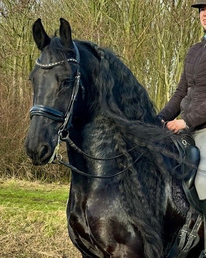 Recently Sold Friesian Tango STER SPORT 