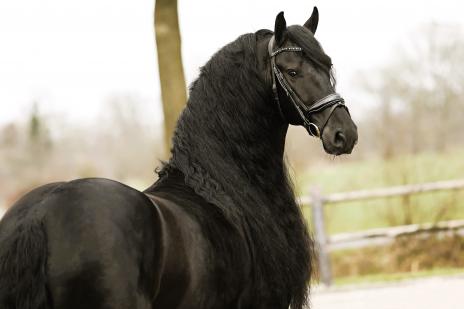 View Friesian horse purchasing details for AMARONE SPORT 