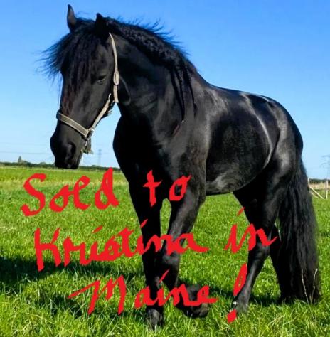 View Friesian horse purchasing details for Klaas BSF