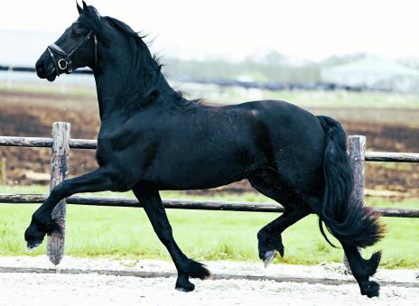 View Friesian horse purchasing details for NEELY