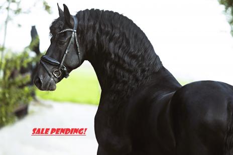 View Friesian horse purchasing details for Taron STER & SPORT