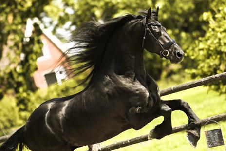 View Friesian horse purchasing details for Taron STER & SPORT
