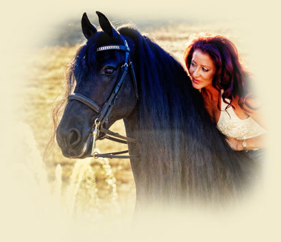 Friesian horse