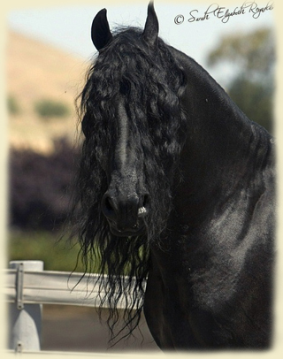 Friesian horse Ate