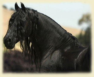 Friesian horse