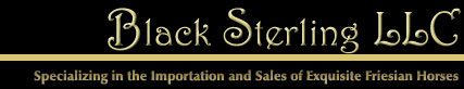 Specializing in the Importation and Sales of Exquisite Friesian Horses