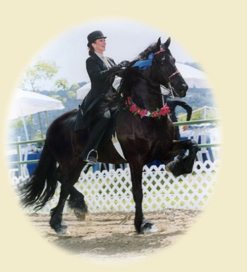 Janna Goldman with a Friesian