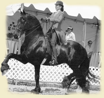 Ravello Friesian