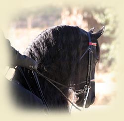 Black Sterling Friesian