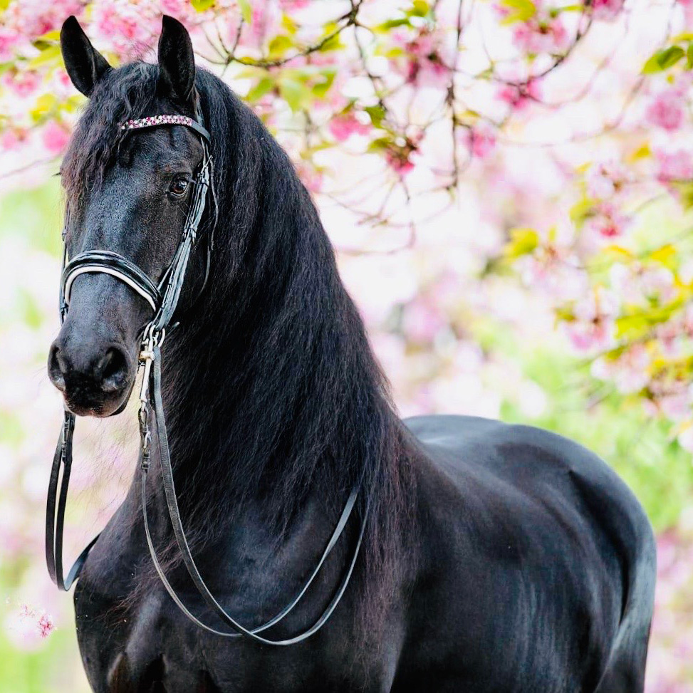 Friesian horse cover photo of Franka KROON & SPORT
