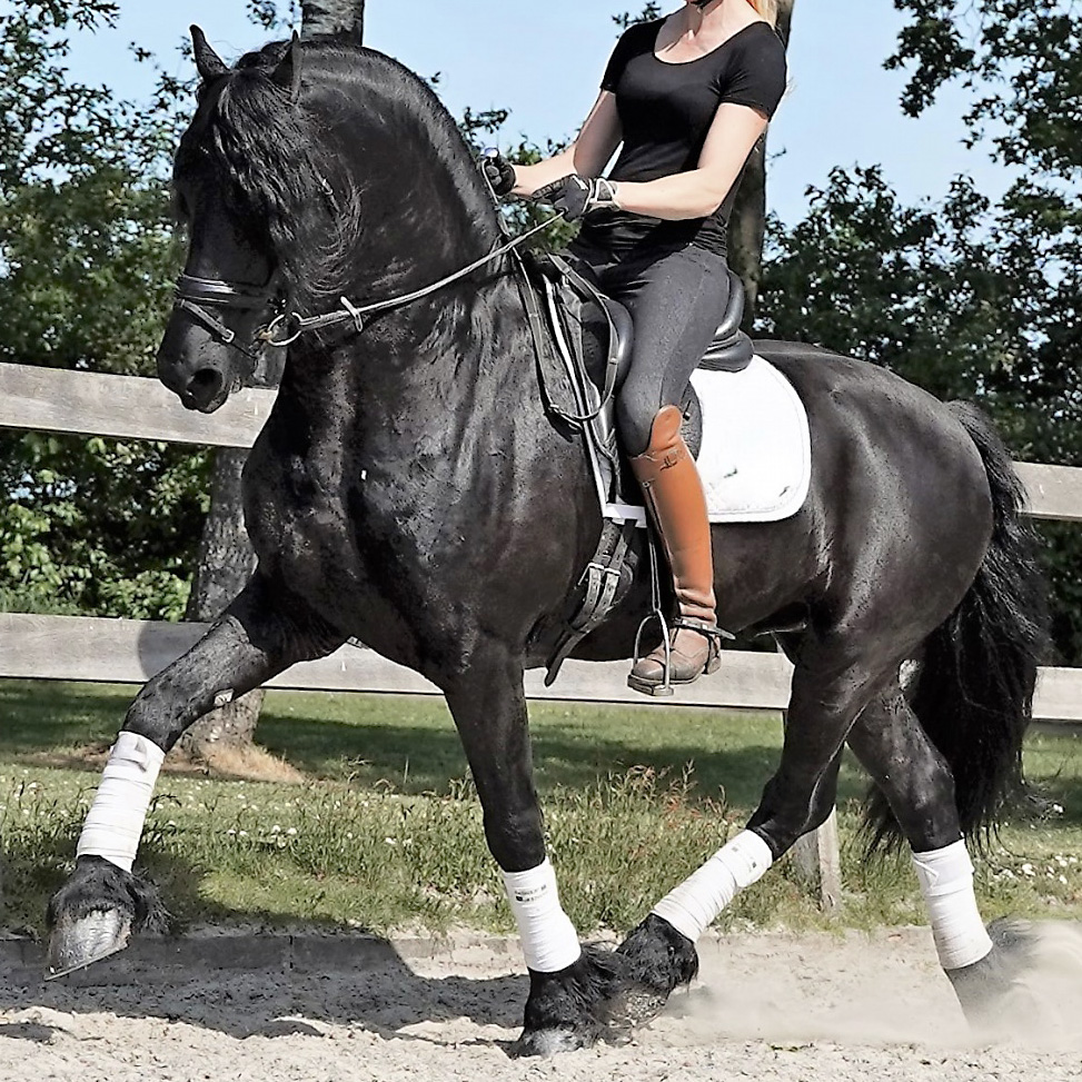 Friesian horse cover photo of KIJE STER and SPORT