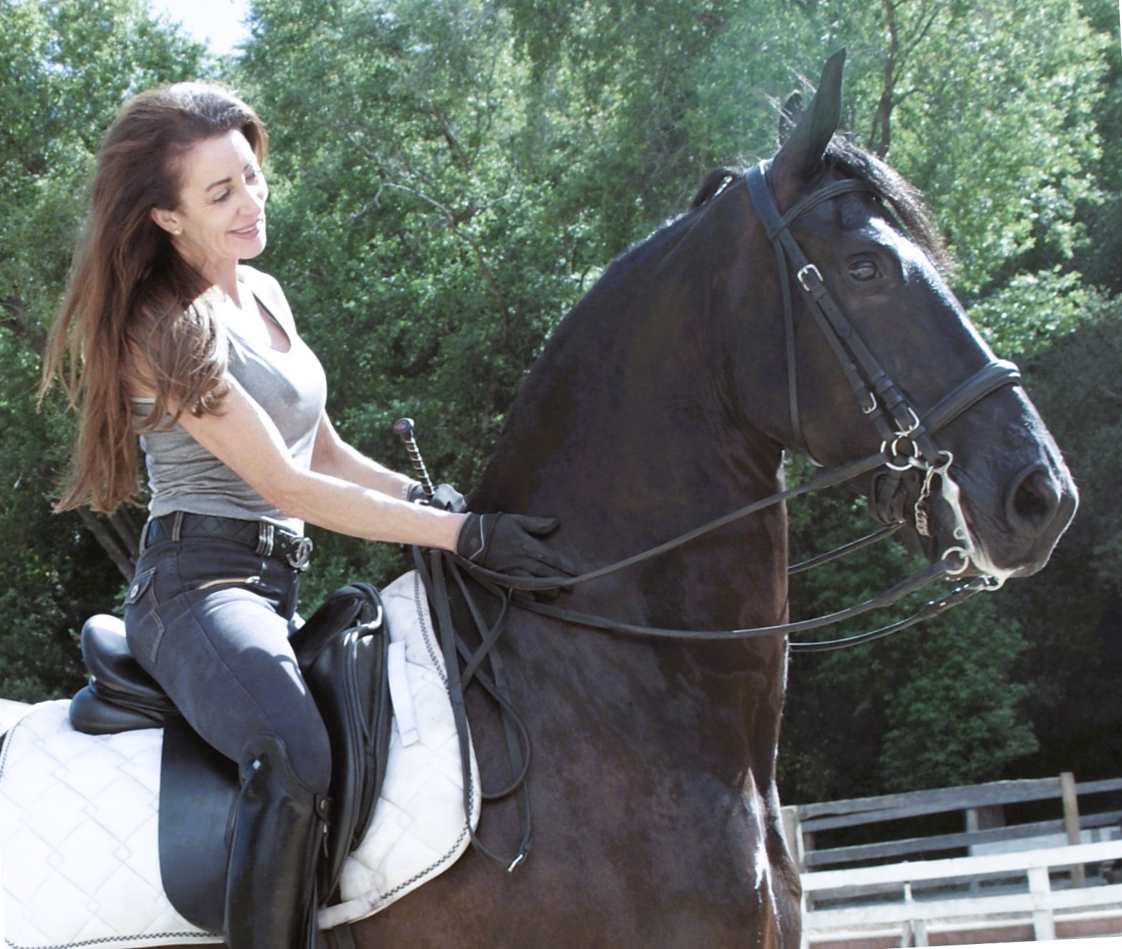 Friesian Hessel STER - Sold