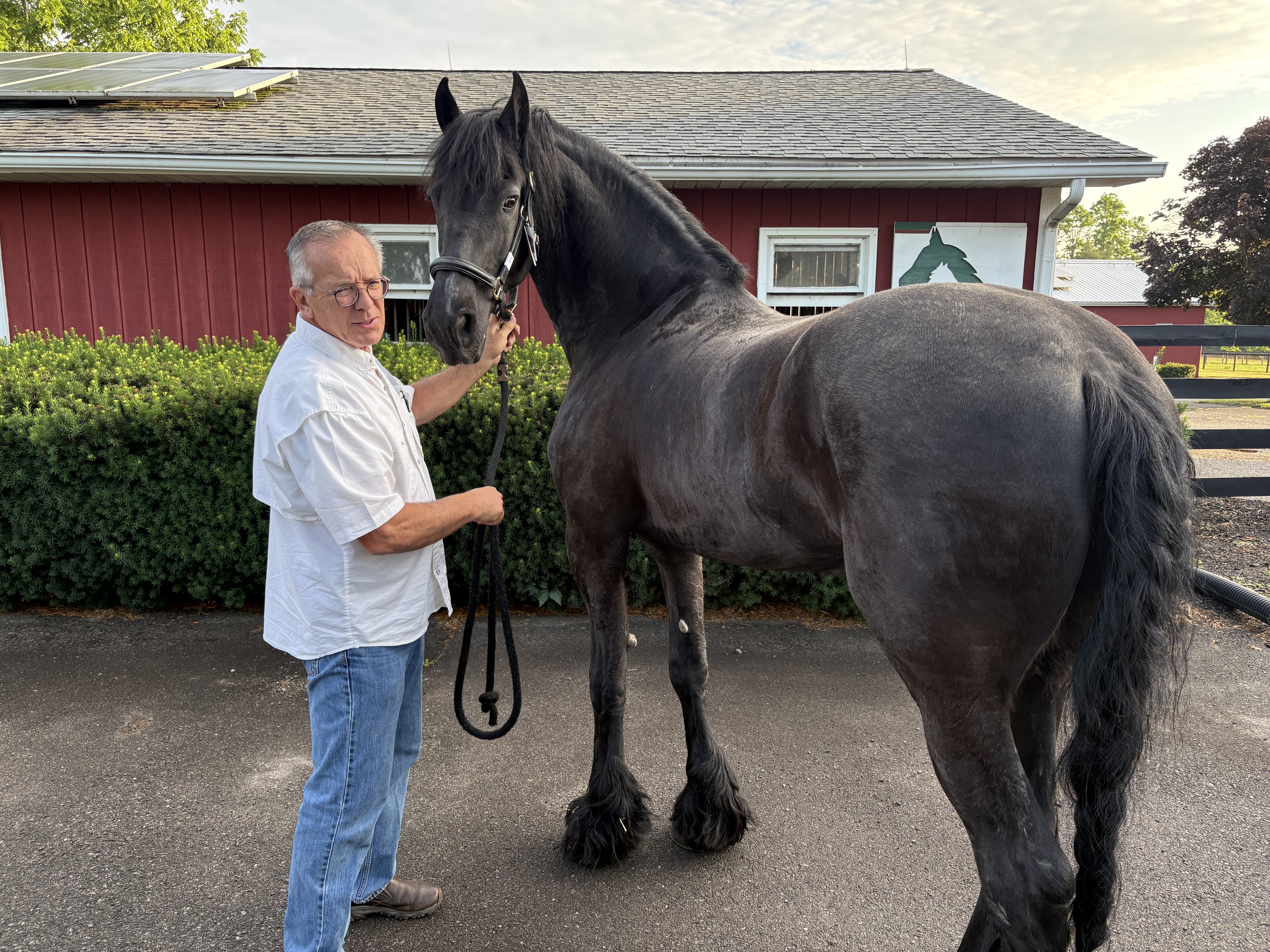 Friesian ARTURO - Sold