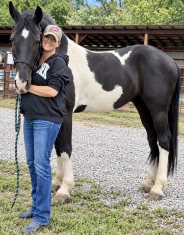 Friesian The Diplomat  - Sold