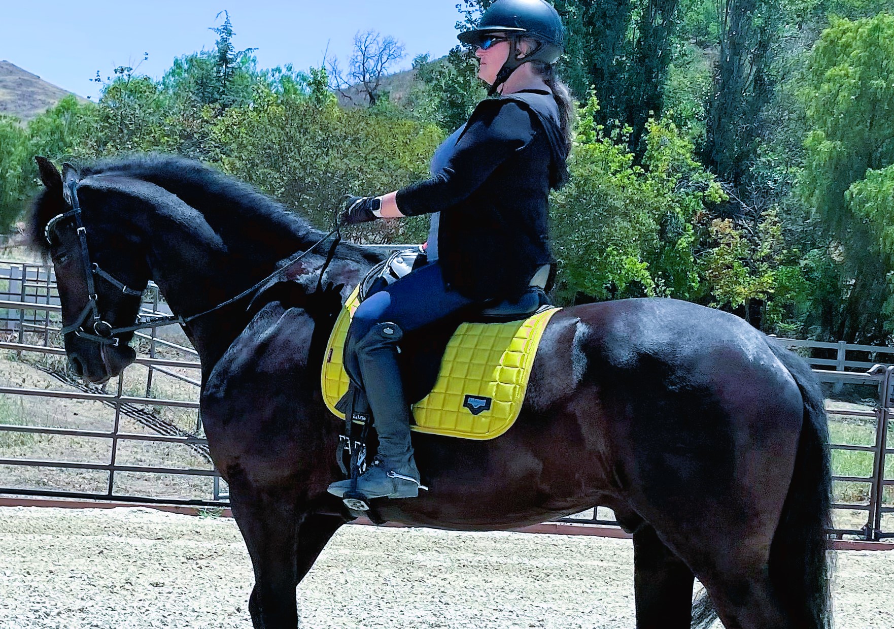 Friesian Thymen SPORT - Sold