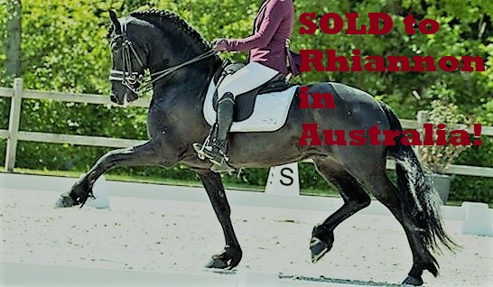 Friesian Will Ster Sport AA - Sold