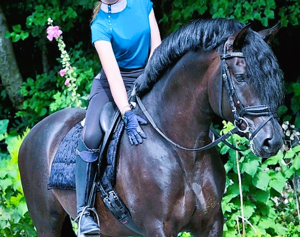 Friesian AMBROSE - Sold