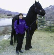 Friesian Bart - Sold