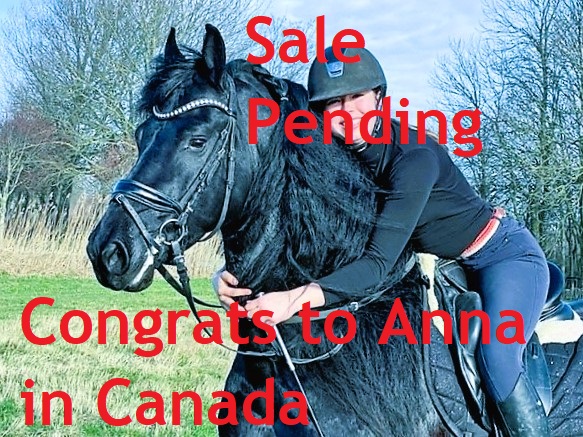 Friesian BARTOLO - Sold