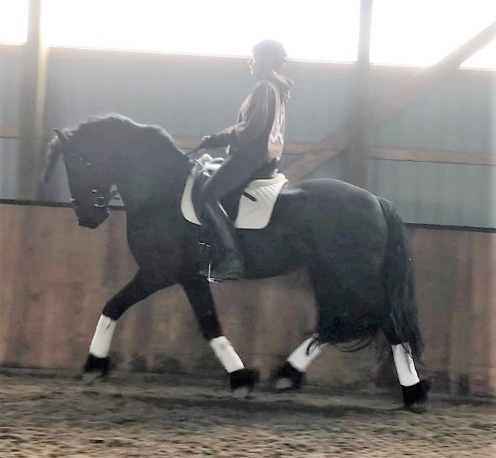 Friesian BEAUJOLAIS BSF - Sold