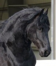 Friesian Twan - Sold