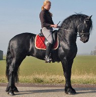 Friesian Gerben - Sold