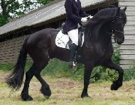 Friesian Haico STER - Sold