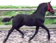Cover photo of Roelof