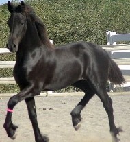 Friesian Tamka - Sold