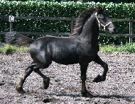 Friesian Zorro H. - Sold
