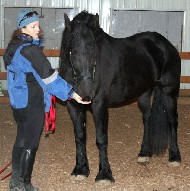Friesian Famke - Sold