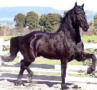 Friesian Aeijolt - Sold