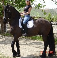 Friesian Aldert - Sold