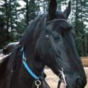 Friesian Aletha - Sold