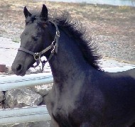Cover photo of Allegro