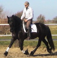 Friesian Issabella-STER - Sold