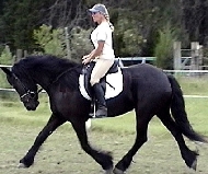 Friesian Annechien - Sold
