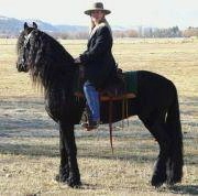 Friesian Beake - Sold