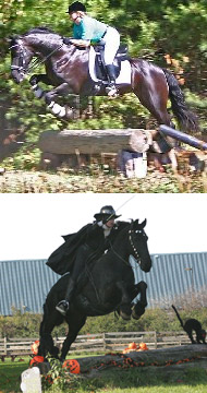 Friesian Bieke-STER - Sold