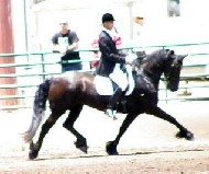 Friesian Brenda fan de Marwei - Sold