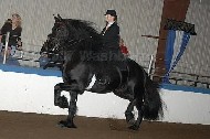 Friesian Lorenzo - Sold